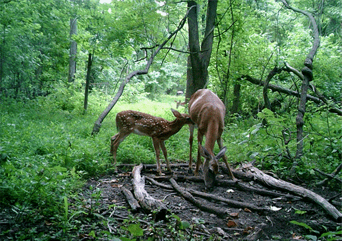 Peanut Flavor Infused Trace Minerals Bucket 40 LB (18.1kg)