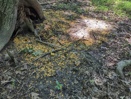 Persimmon POPs 18lb (8.16kg) FREE Shipping!!