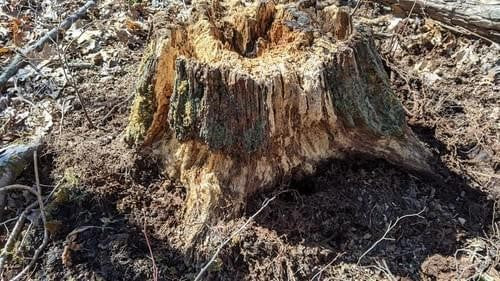 Peanut Flavor Infused Trace Minerals Bucket 40 LB (18.1kg)