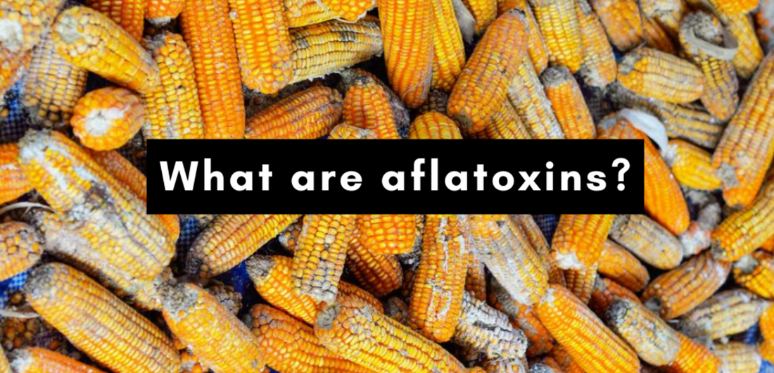 What's Aflatoxin and its relationship to Supplemental deer feeding?