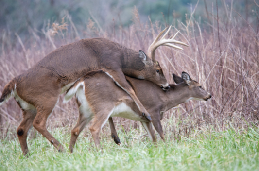 When is the Rut in Pennsylvania?