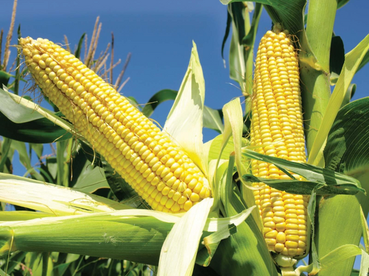 The Great Corn Debate